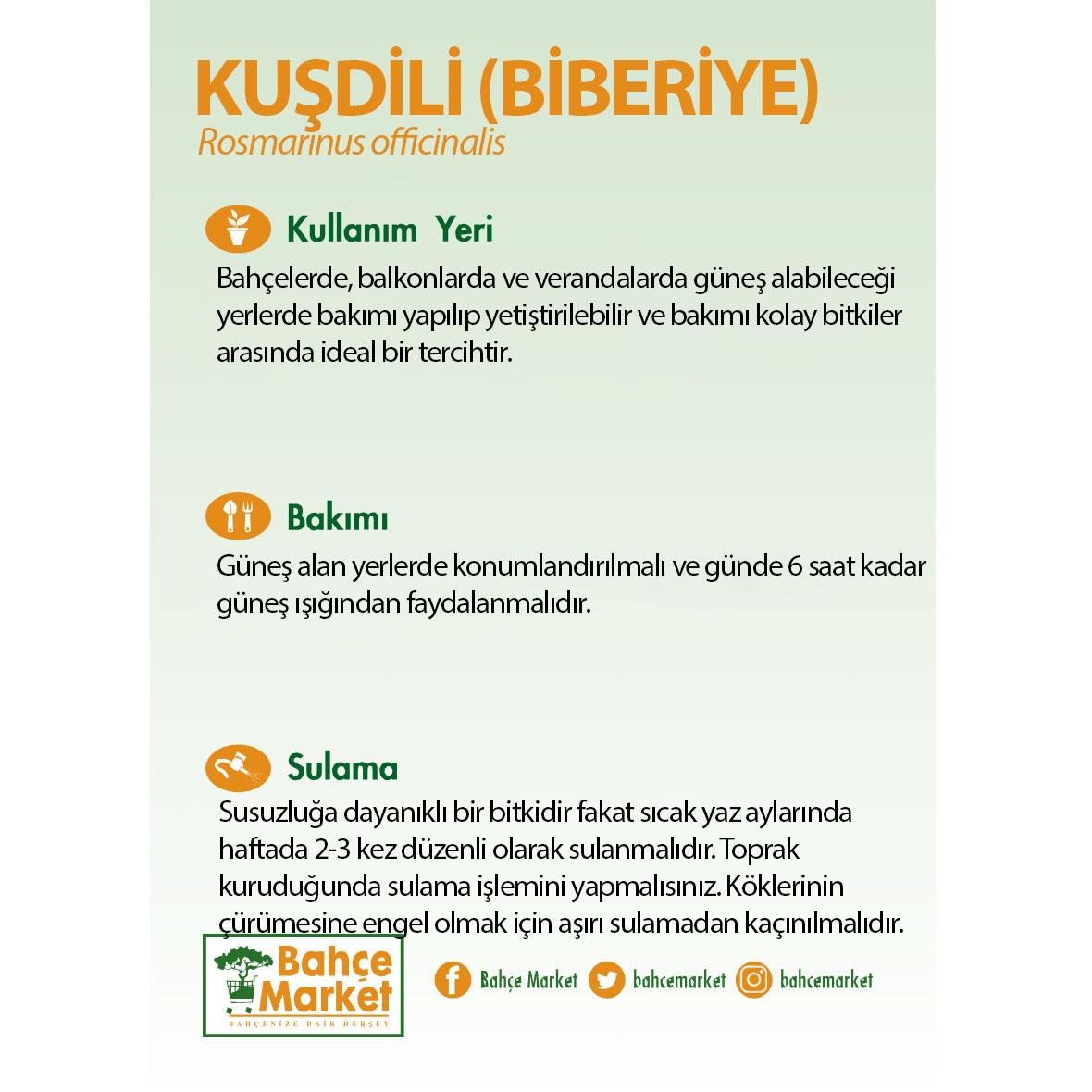 Kuşdili (Biberiye) Yeşil