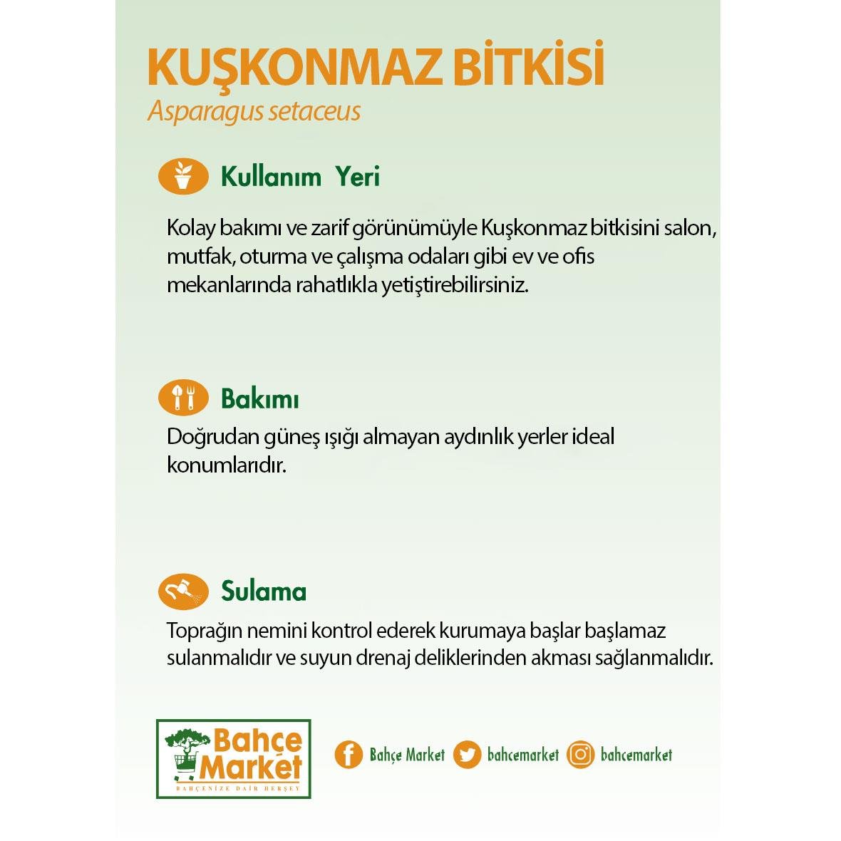Kuşkonmaz 30-40 Cm Yeşil
