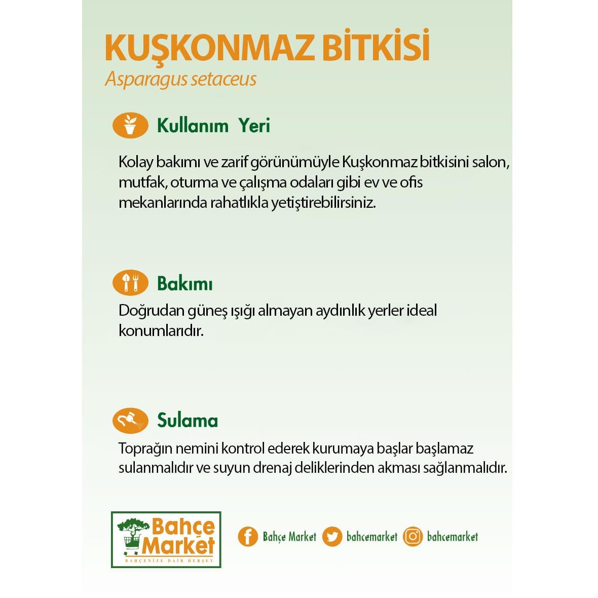 Kuşkonmaz Bitkisi 30 - 40 Cm Yeşil