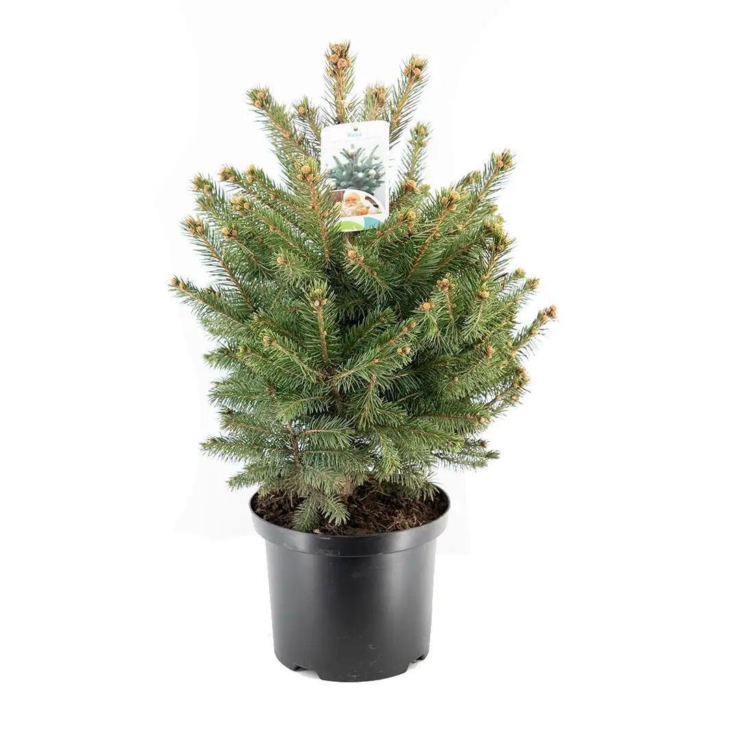 ladin-bati-150-175-cm-dcddaf.jpg