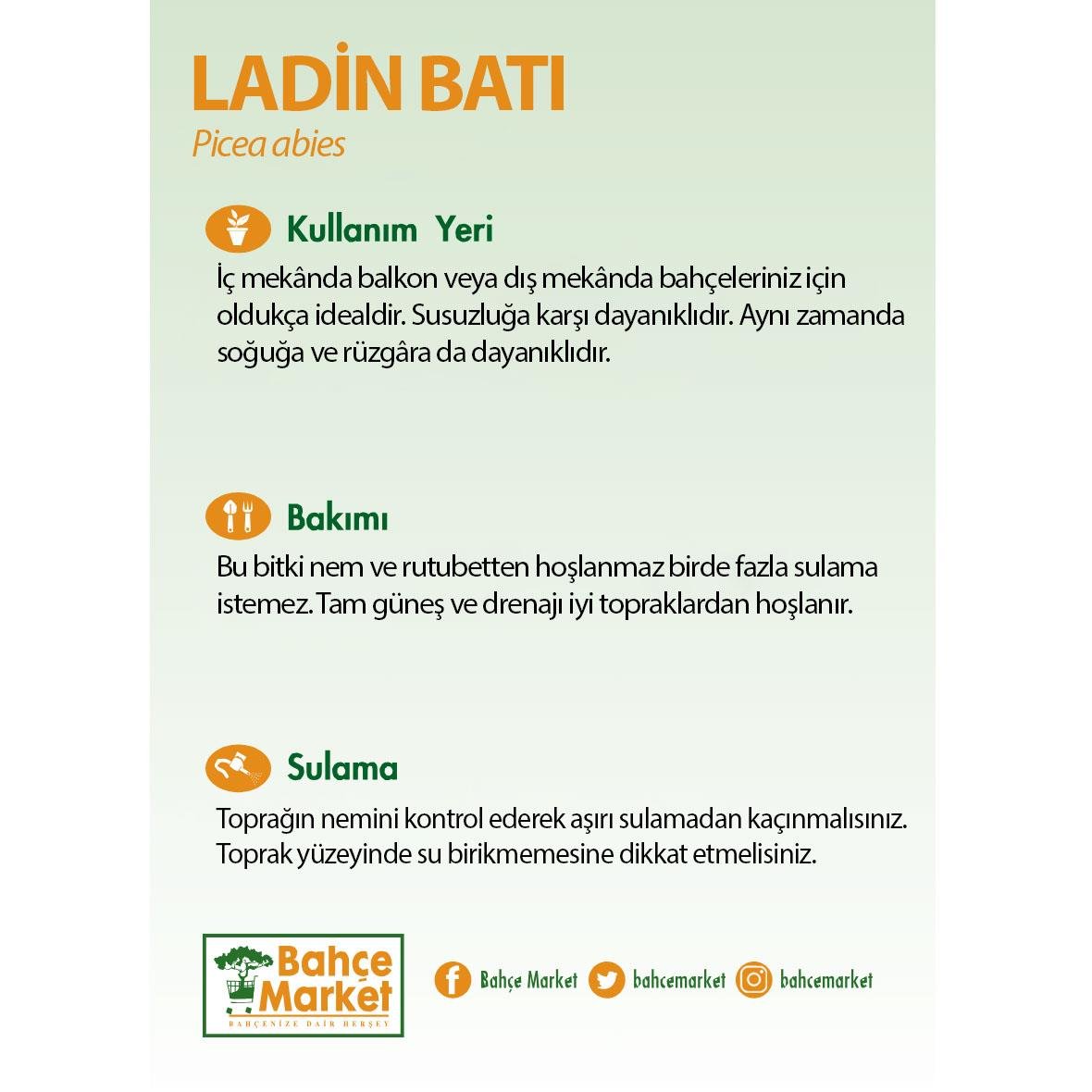 Ladin Batı 150-175 Cm Yeşil