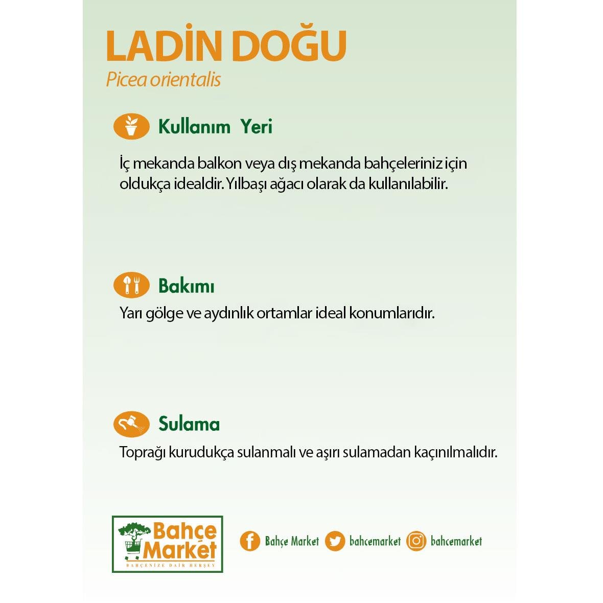 Ladin Doğu 80 - 100 Cm Yeşil