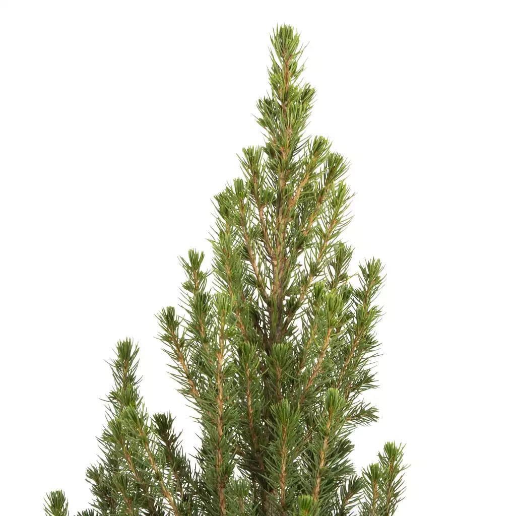ladin-konik-19-80-100-cm-58-8ef.jpg