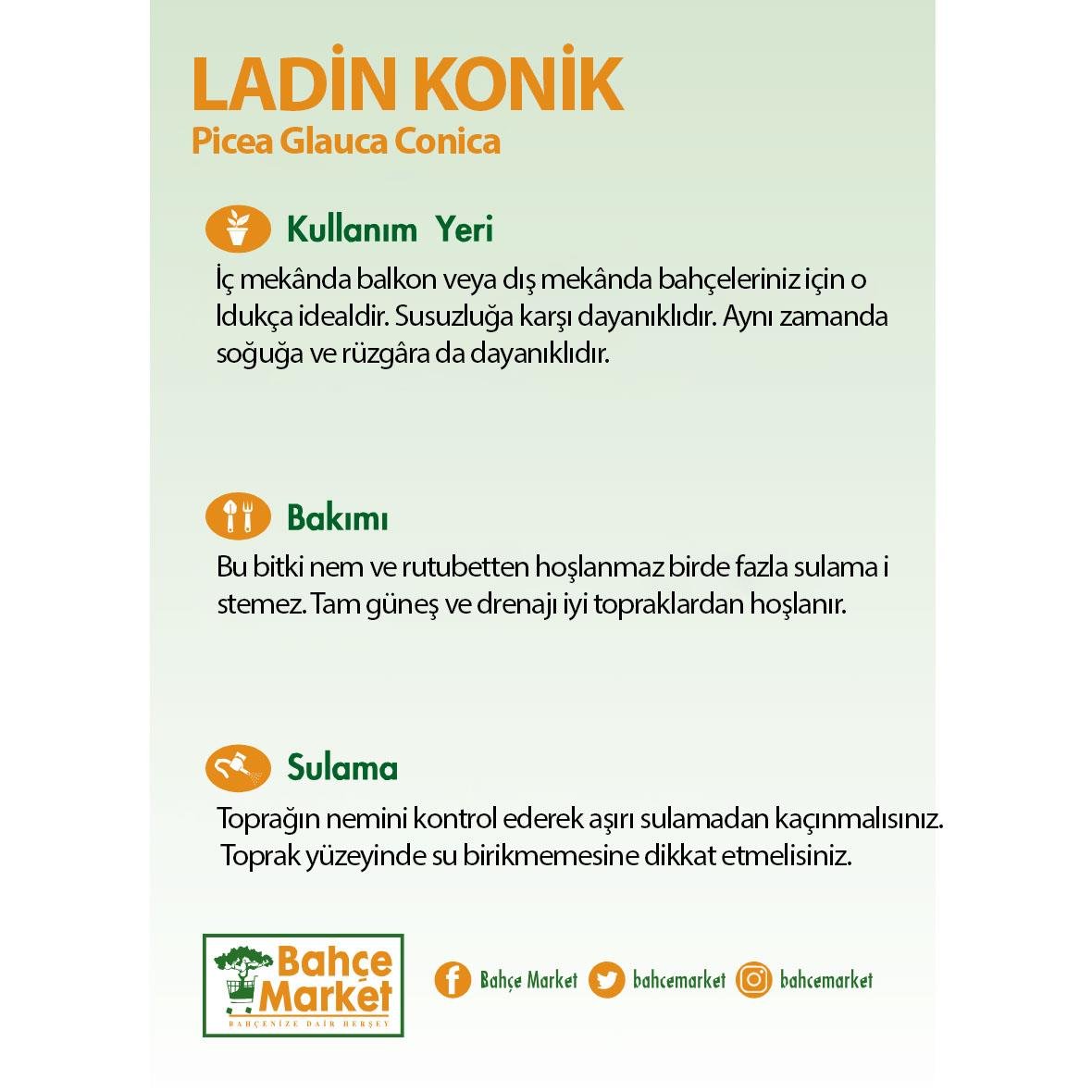 Ladin Konik 60-80 Cm Yeşil