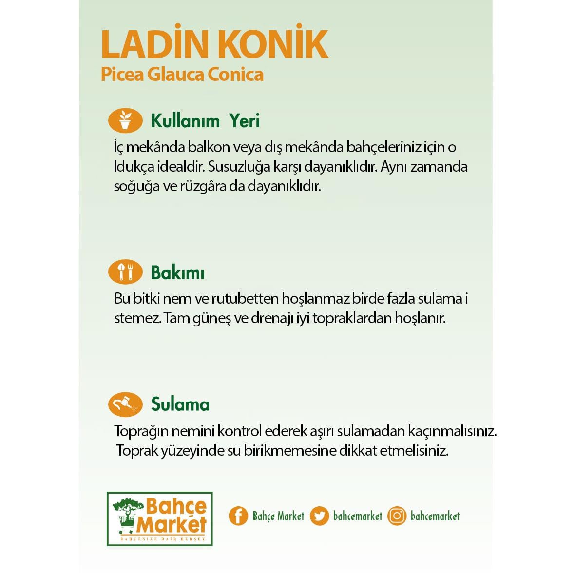 Ladin Konik 80 - 100 Cm Yeşil