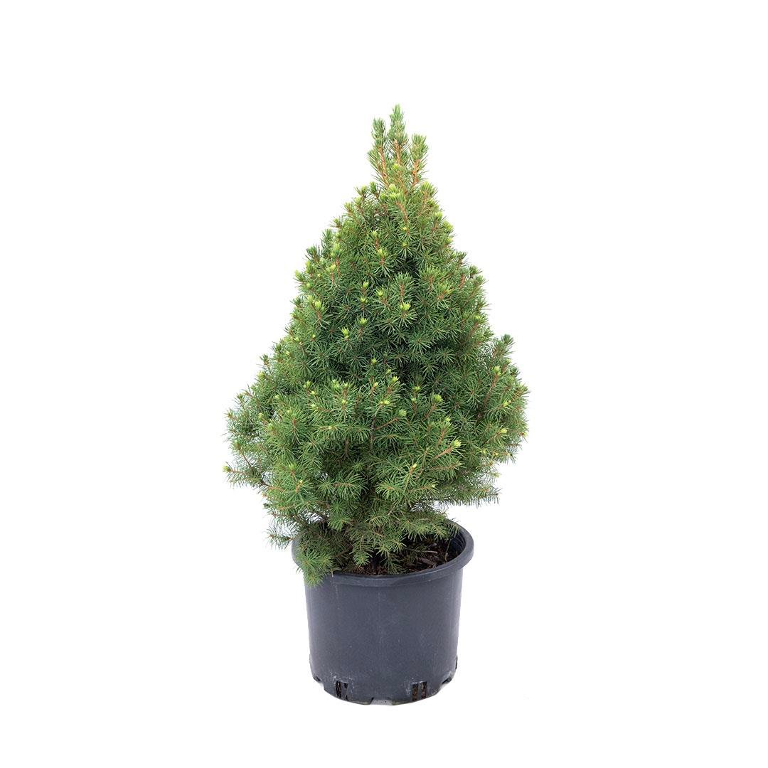 Ladin Konik Yeşil 40-60 Cm