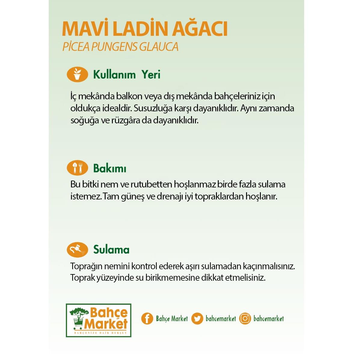 Ladin Mavi 100-120 Cm S.İ. Yeşil