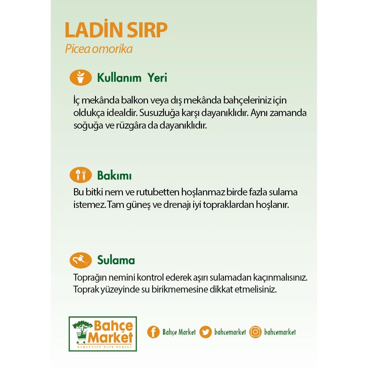 Ladin Sırp 40-60 Cm Yeşil