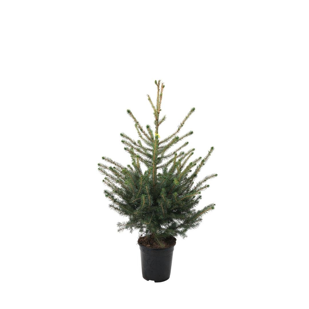 Ladin Sırp 40-60 Cm Yeşil