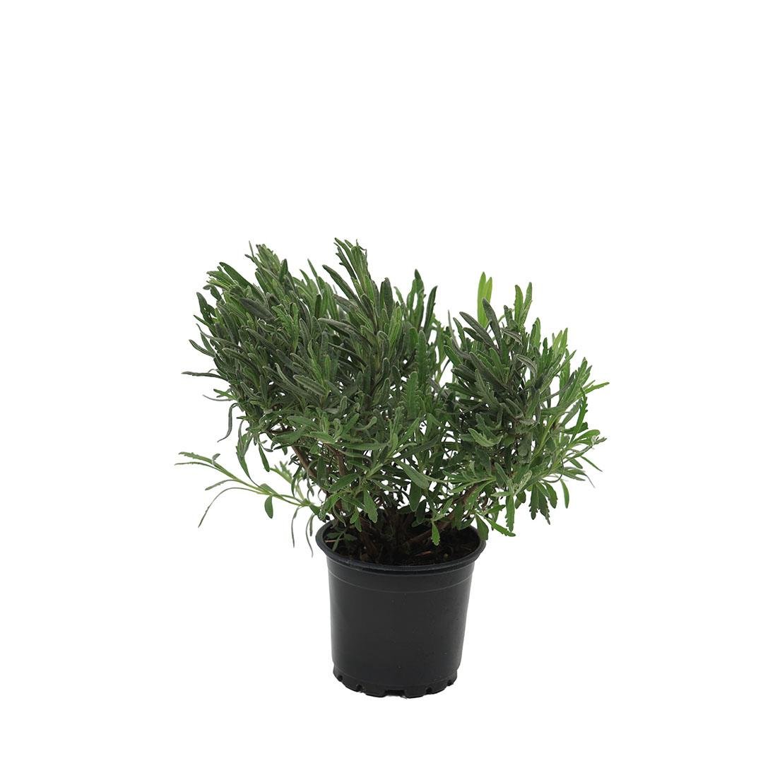Lavanta Çiçeği 10-20 Cm