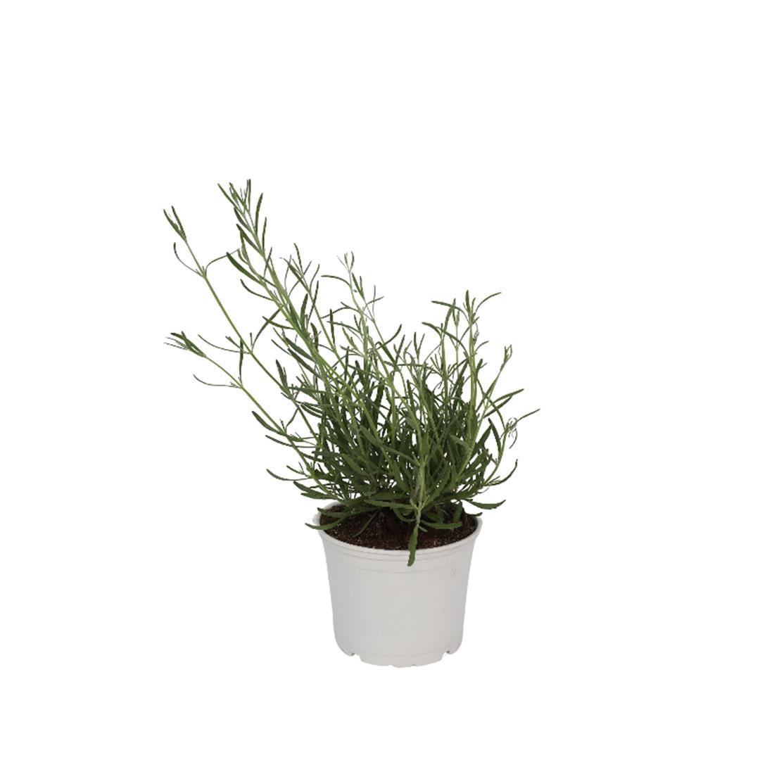 Lavanta Çiçeği 20-30 Cm