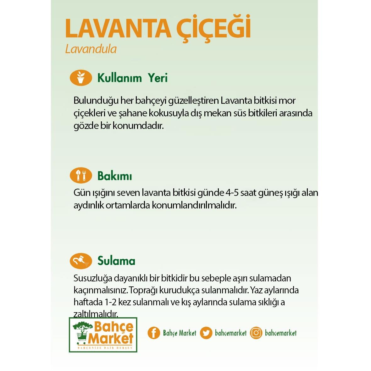 Lavanta Çiçeği 30-40 Cm