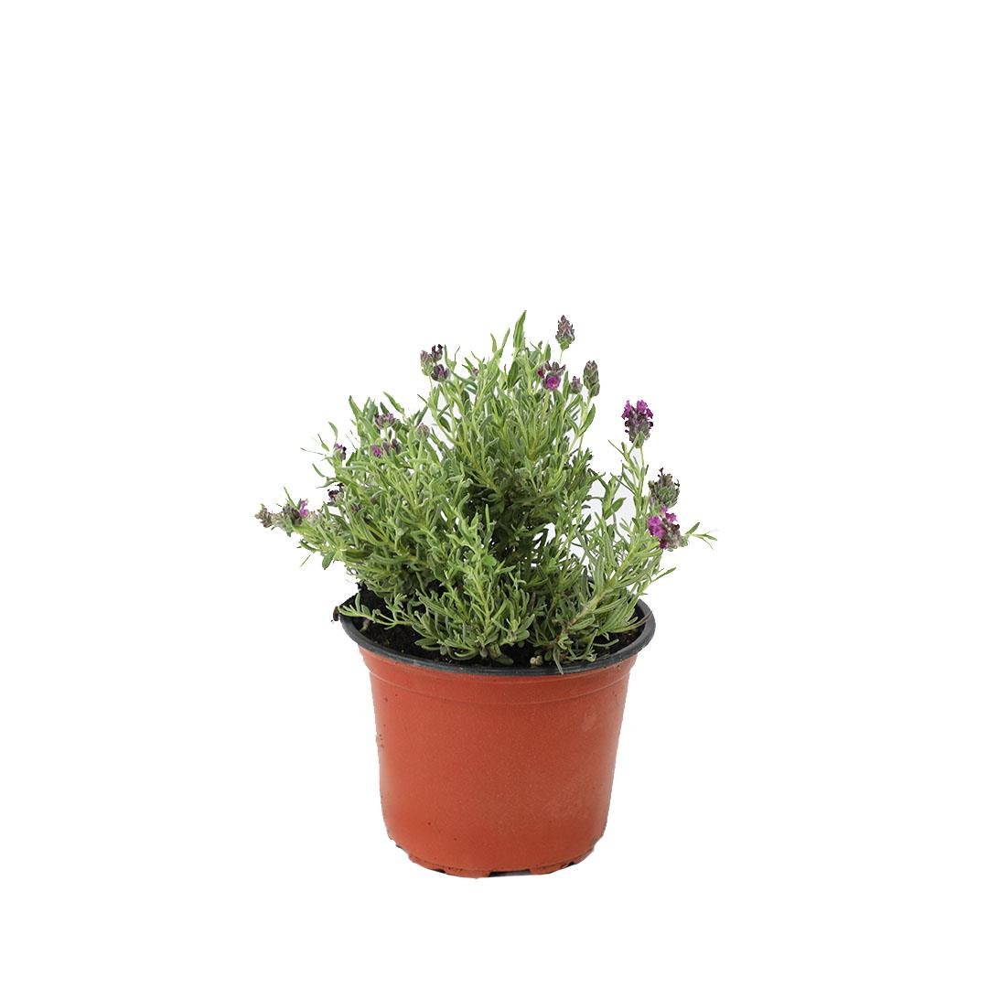 Lavanta Karabaş Çiçeği 10-20 Cm