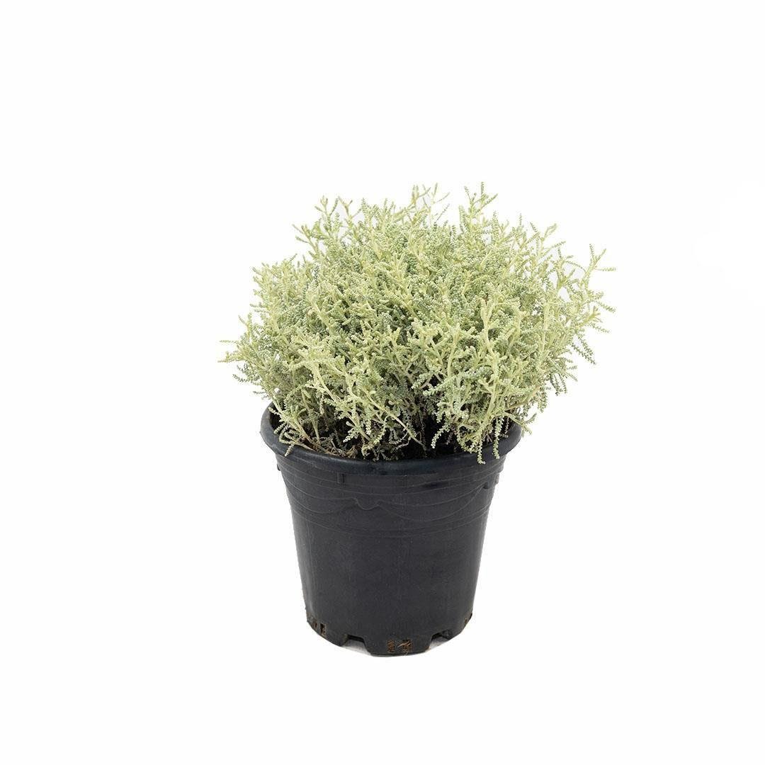 Lavantin Çiçeği 10-20 Cm