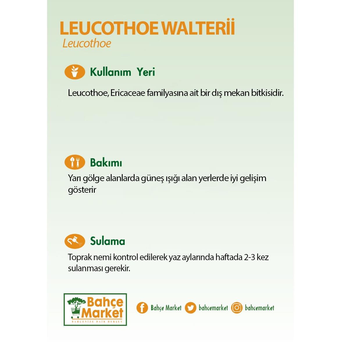 Leucothoe Walterii (Salkım Çalı) Yeşil