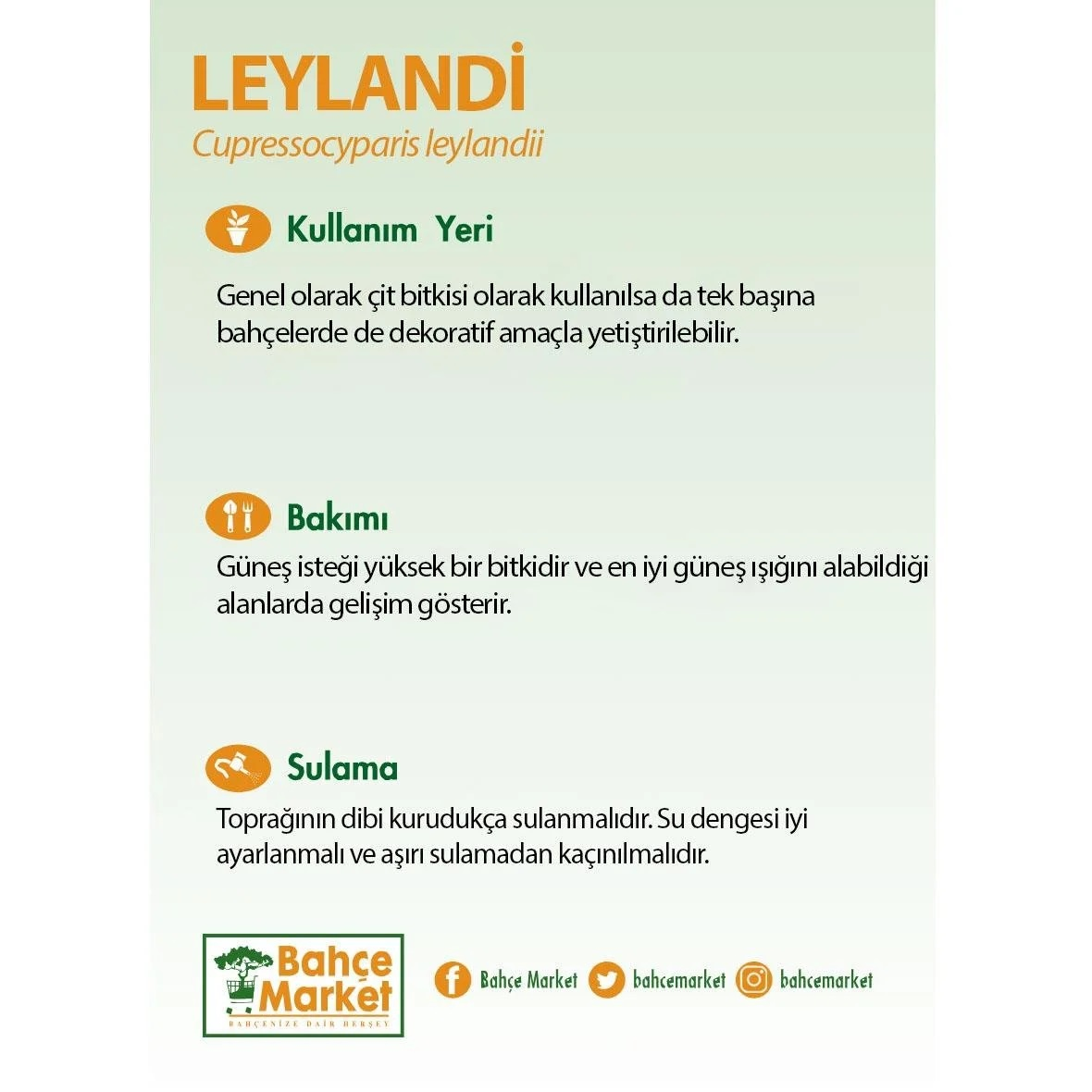 Leylandi  Yeşil 80-100 Cm