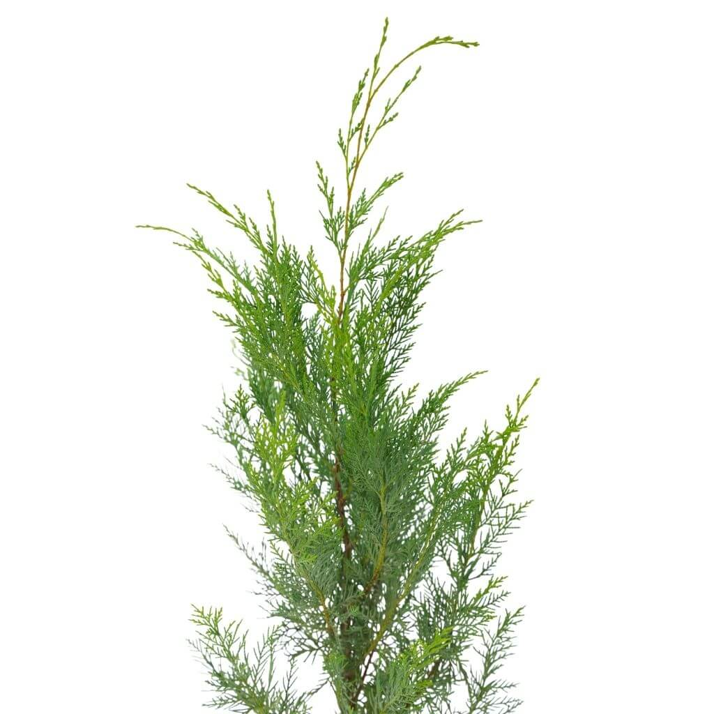 Leylandi  Yeşil 80-100 Cm