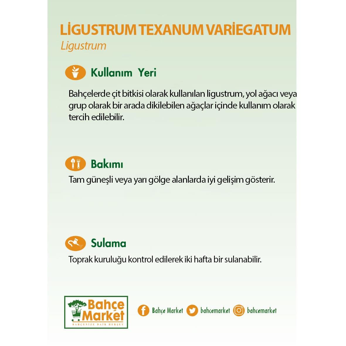 Ligustrum Texanum Variegatum (Kurtbağrı) Yeşil