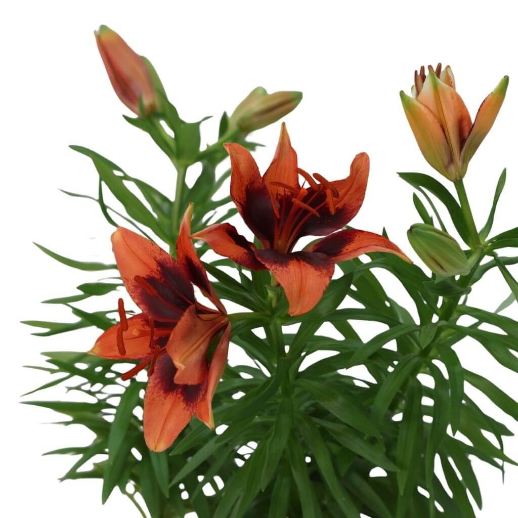 Lilium Çiçeği 40-60 Cm
