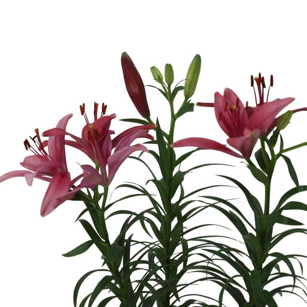 Lilium Çiçeği 40-60 Cm