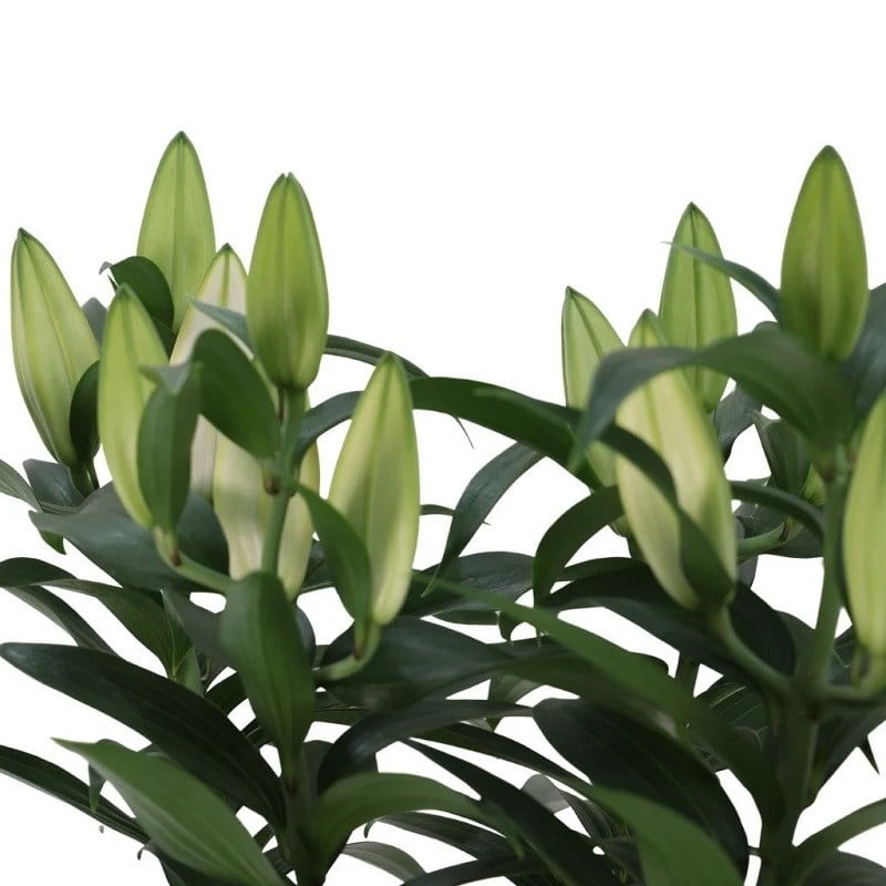 Lilium Çiçeği 60-80 Cm
