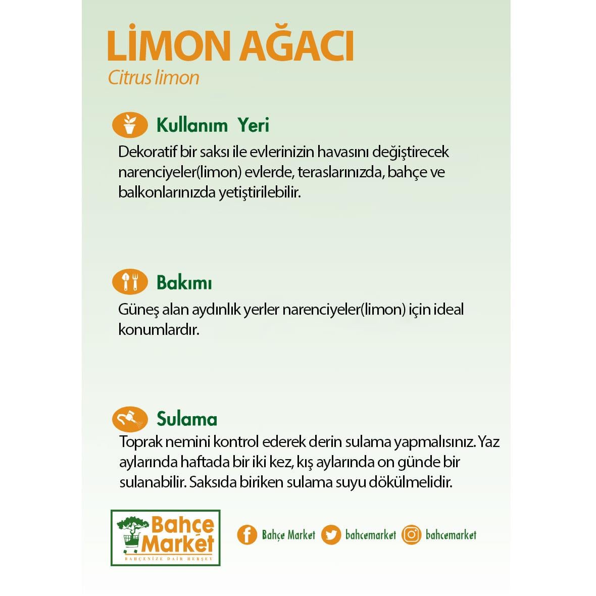 Limon Ağacı 80-100 Cm Yeşil