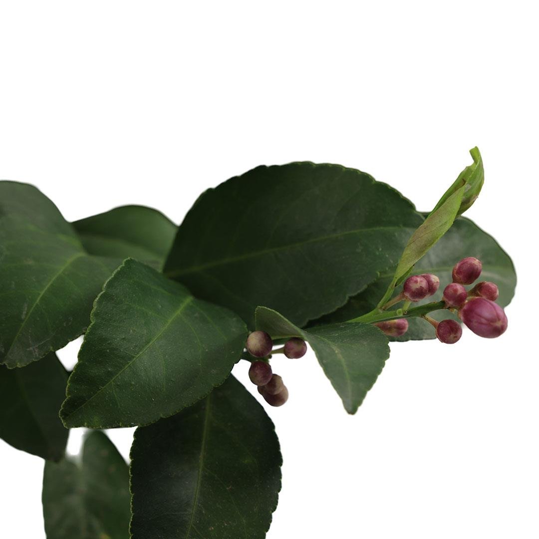 Limon Ağacı Bodur Kısa Tijli 60 -80 Cm