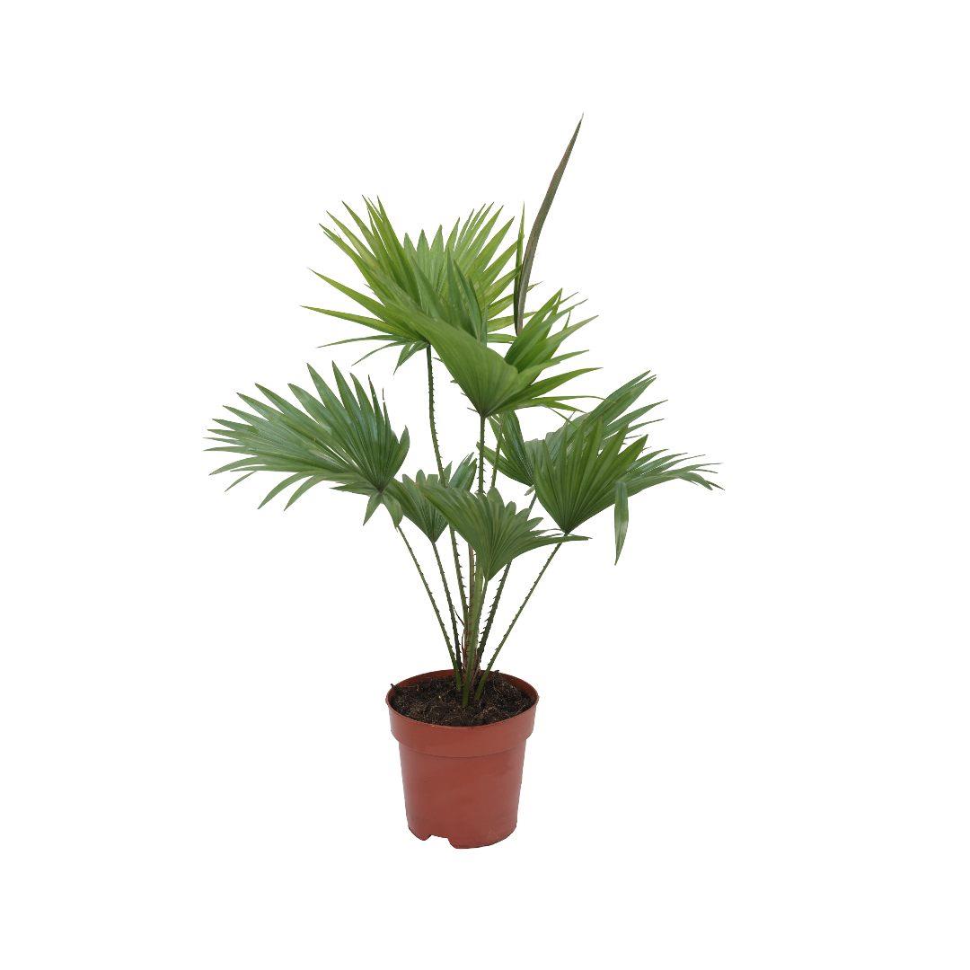Livistona Salon Palmiyesi