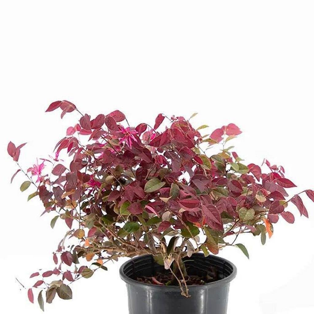 Loropetalum Rüya Çiçeği - 3 Litre Saksı - Boy 30 40 Cm  Yeşil