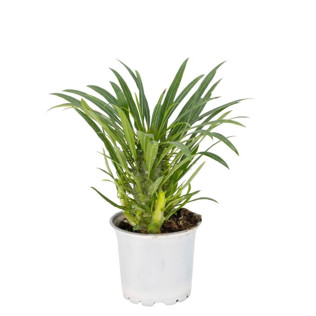 Madagaskar Palmiyesi 10-20 Cm