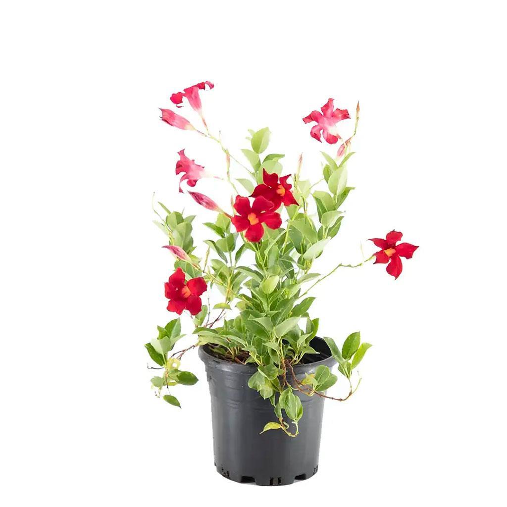 mandavilla-bitkisi-20-40-cm-0294ba.jpg
