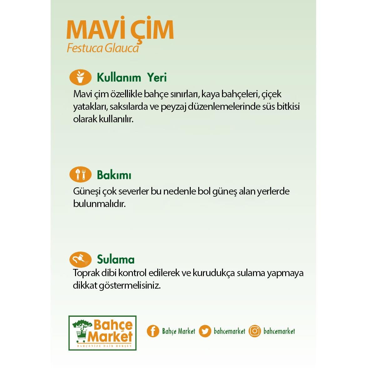 Mavi Çim 5-10 Cm