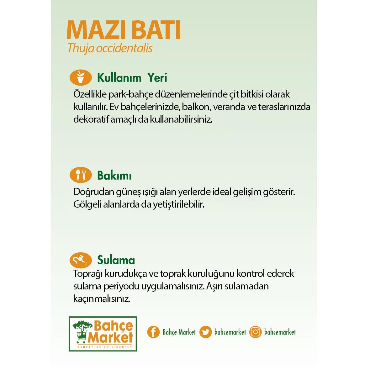 Mazı Batı (Smaragd) Bitkisi 60-80 Cm