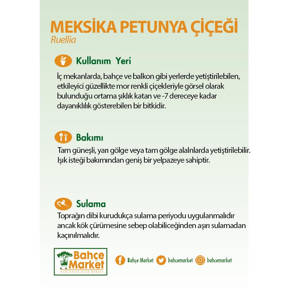 Meksika Petunya Çiçeği