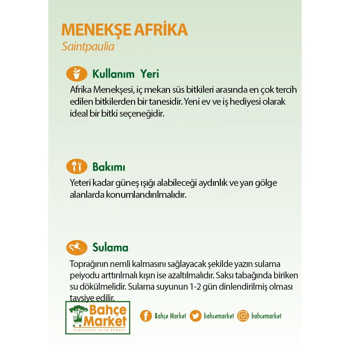 Menekşe Afrika İthal