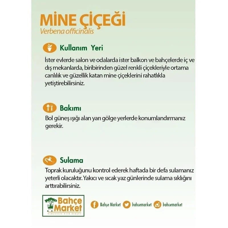 Mine Çiçeği 20-30 Cm