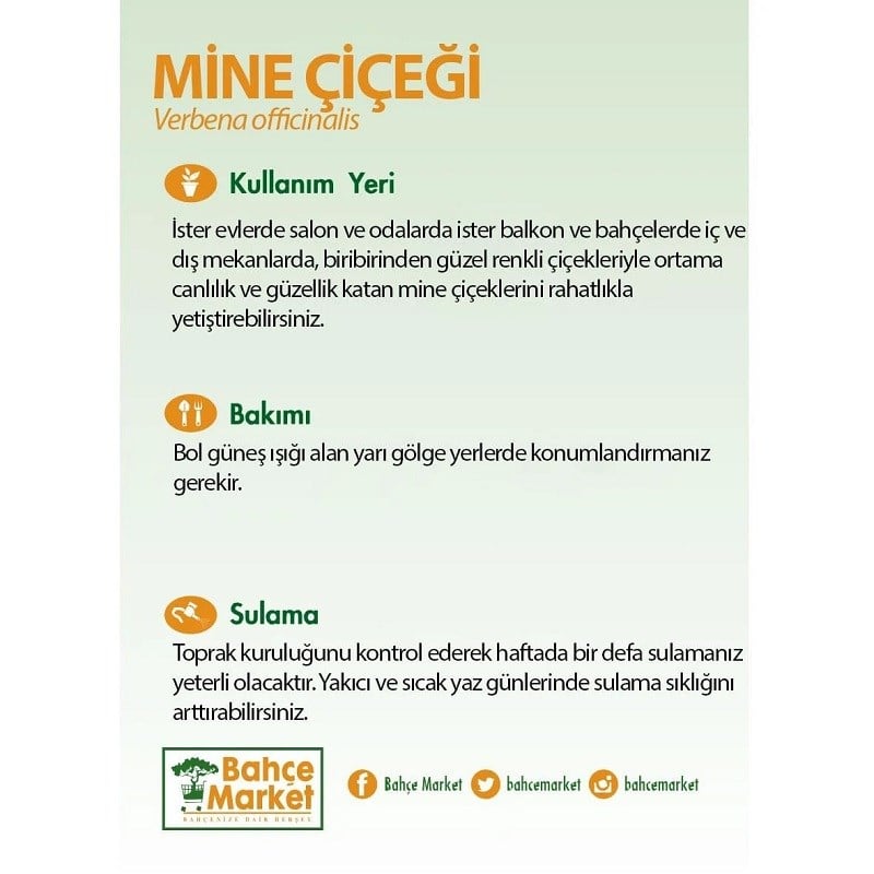 Mine Çiçeği 20-30 Cm