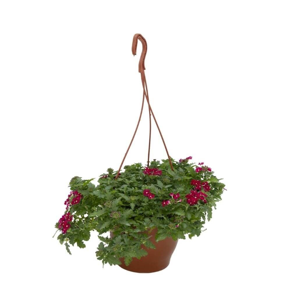 Mine Çiçeği Askılı 20-30 Cm