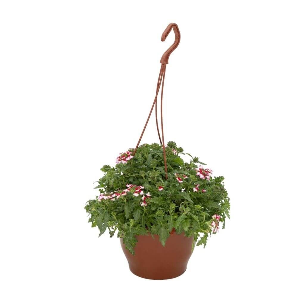 Mine Çiçeği Askılı 20-30 Cm