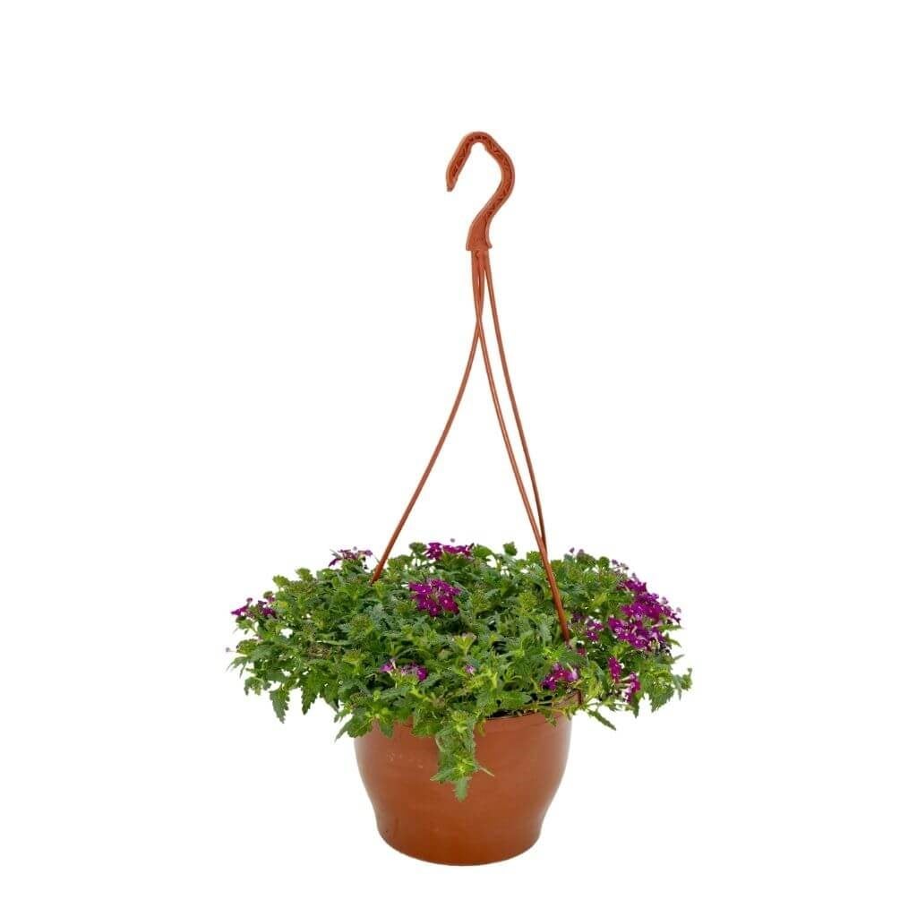Mine Çiçeği Askılı 20-30 Cm