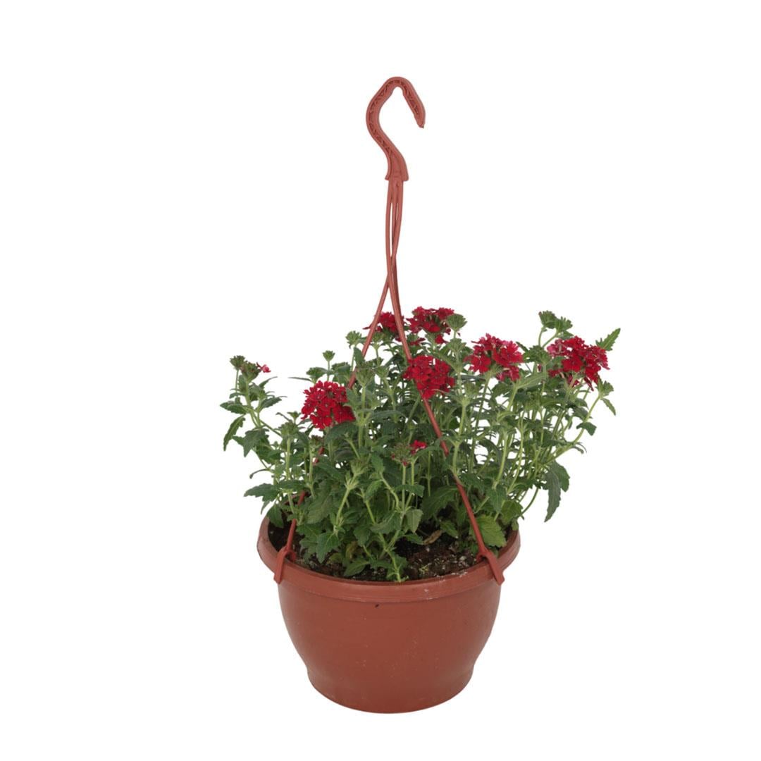 Mine Çiçeği (Askılı)