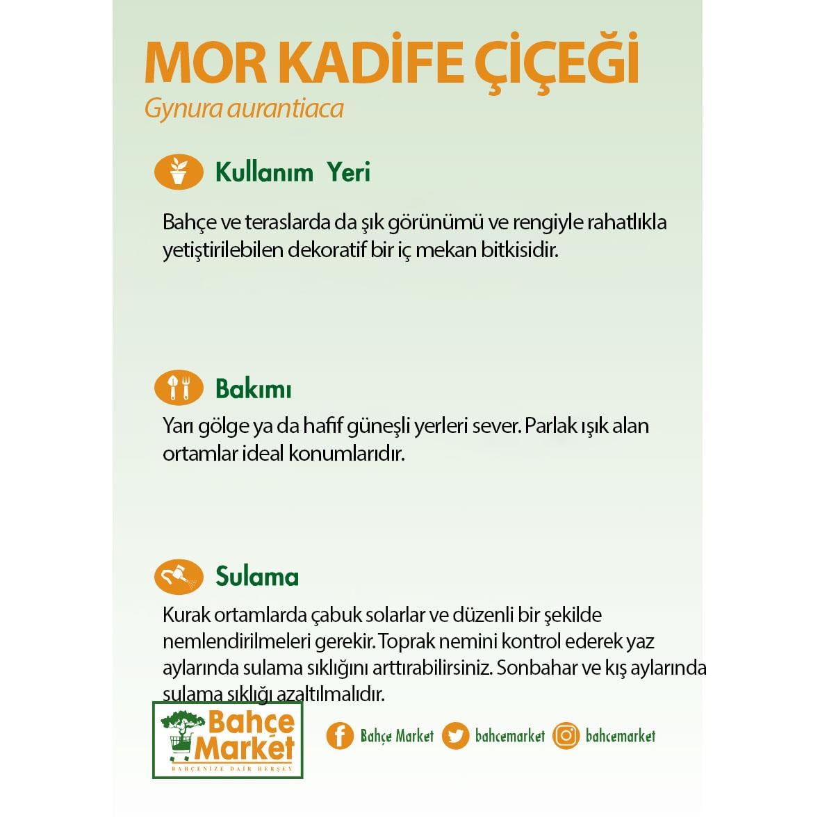 Mor Kadife Çiçeği 5 - 10 Cm Yeşil