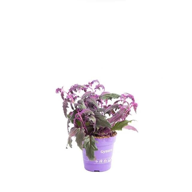 Mor Kadife Çiçeği