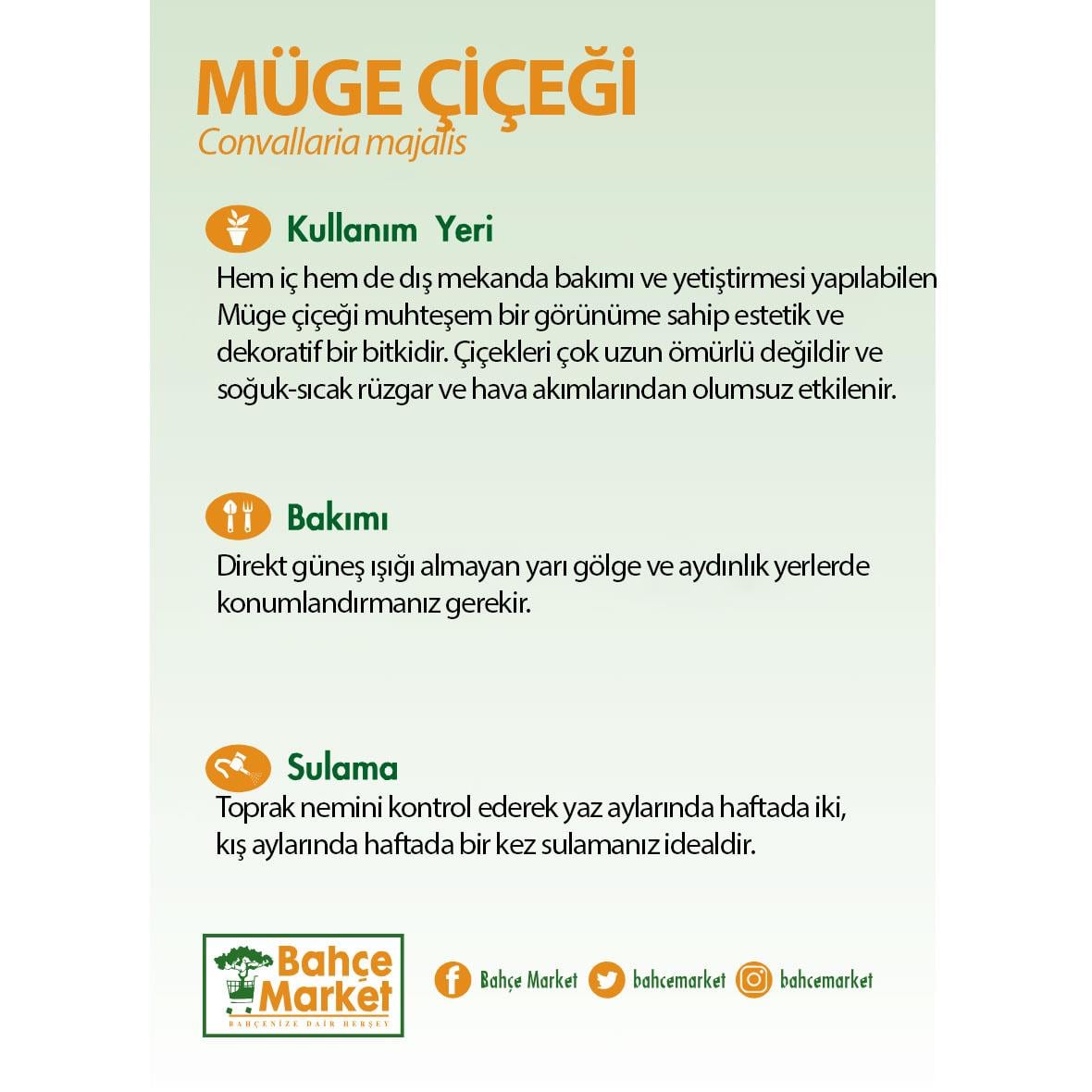 Müge Çiçeği - İnci Çiçeği