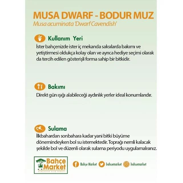 MUSA DWARF 40-60 CM