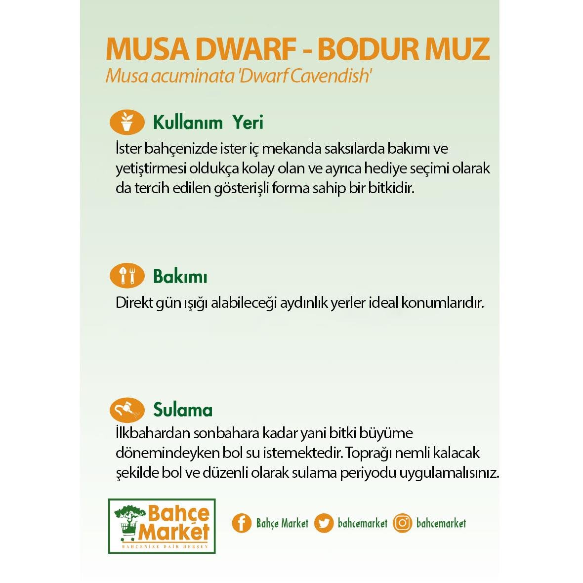 Musa Dwarf - Bodur Muz Ağacı
