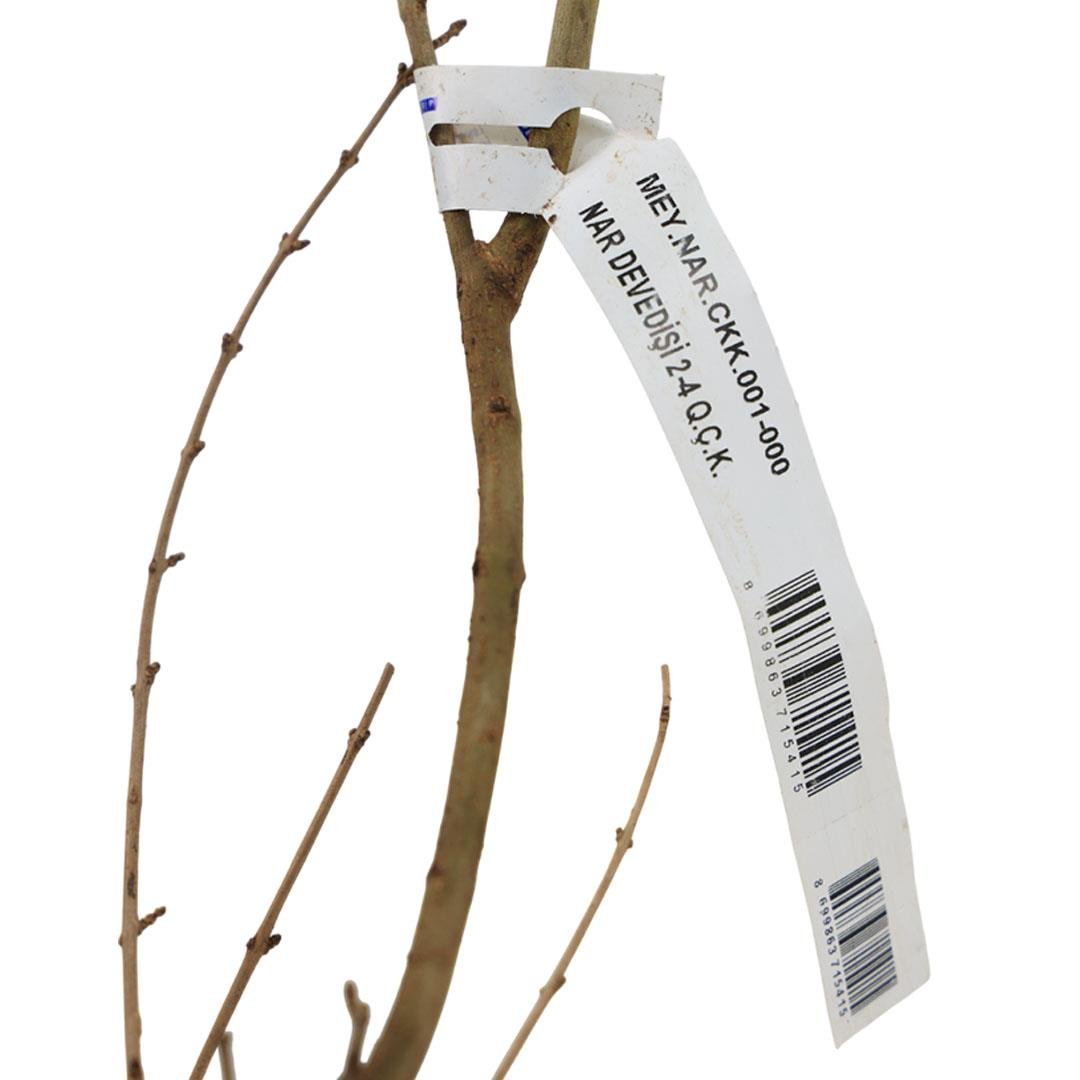 Nar Fidanı Devedişi Çıplak Kök