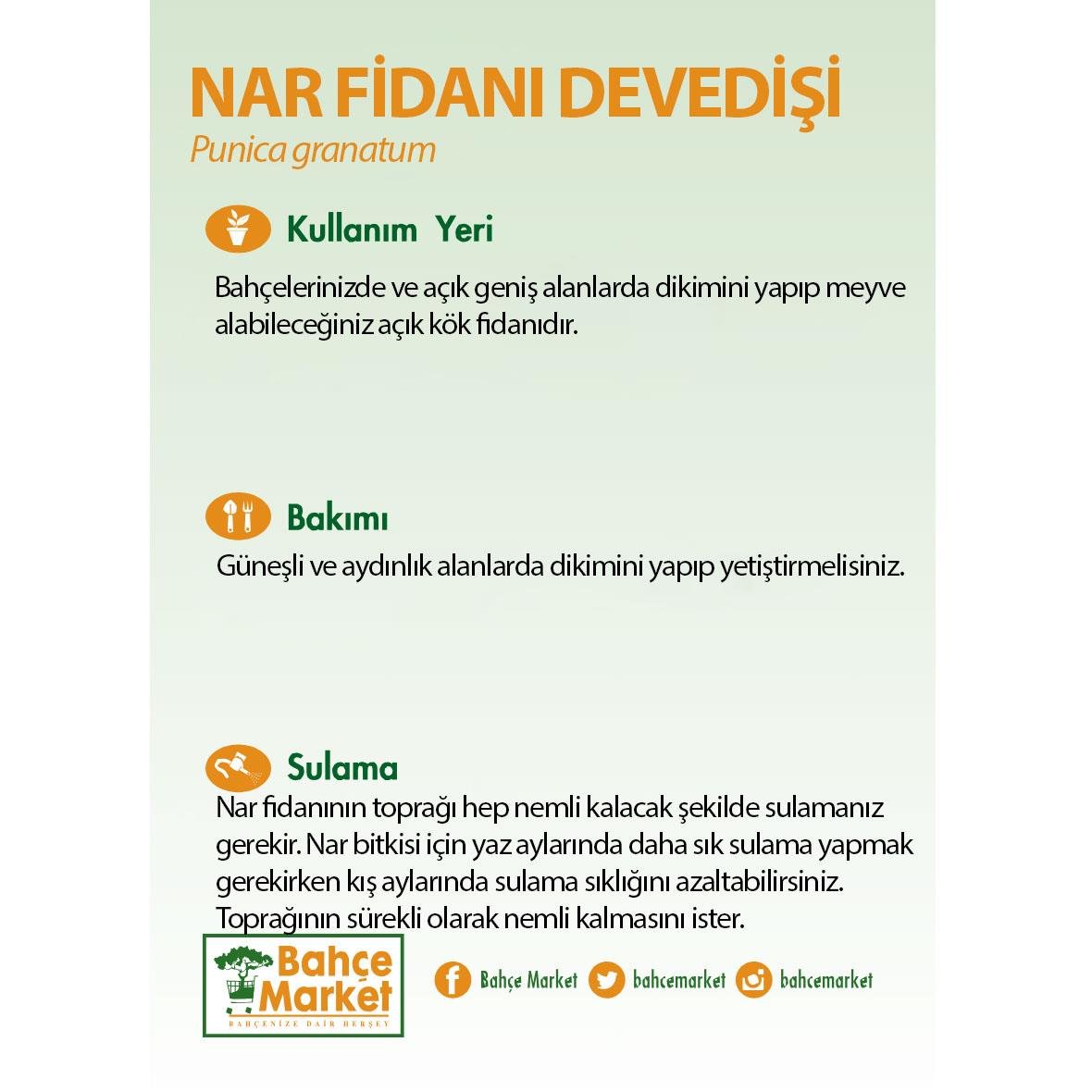 Nar Fidanı Devedişi Çıplak Kök