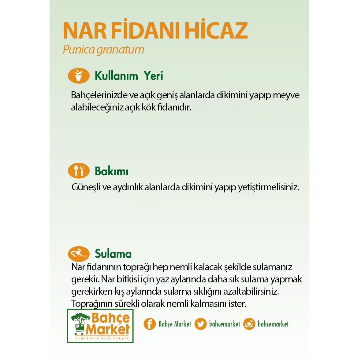 Nar Fidanı Hicaz Çıplak Kök