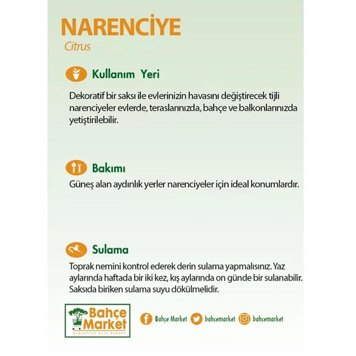 Narenciye Fensli Yeşil